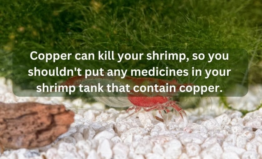is copper harmful to freshwater shrimp
