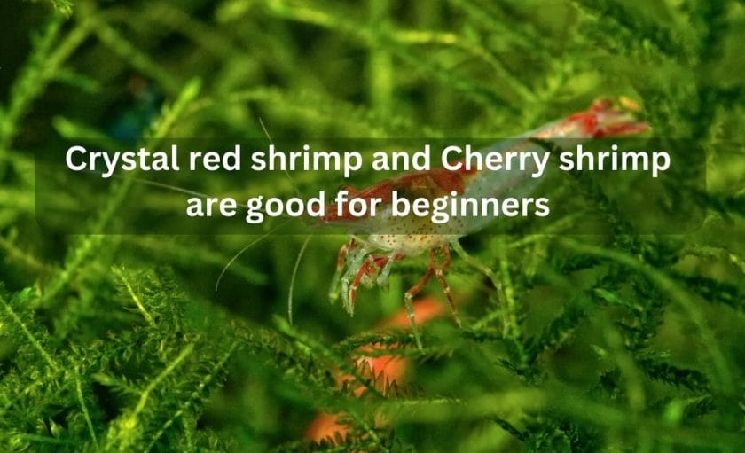 which species of shrimp are good for beginners