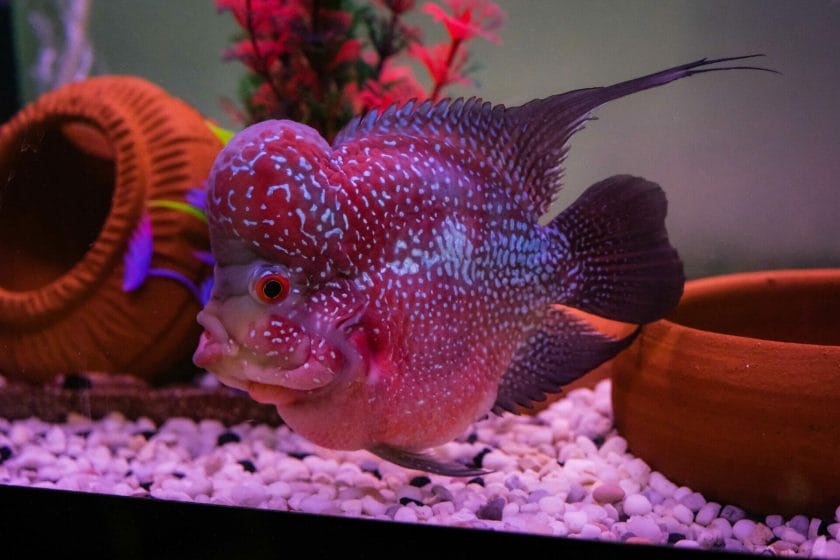 Flowerhorn