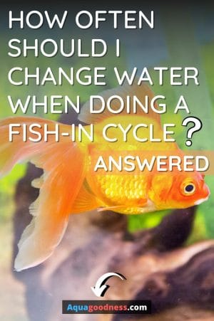 How Often Should I Change Water When Doing a Fish-in Cycle? (Answered) image