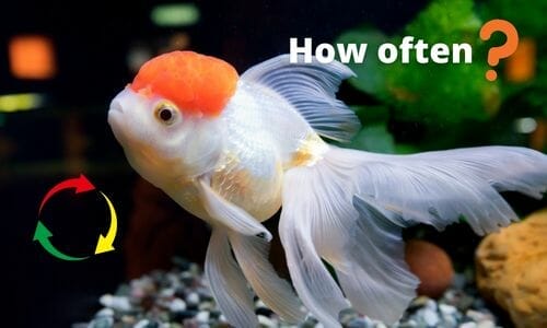 How Often Should I Change Water When Doing a Fish-in Cycle? (Answered)