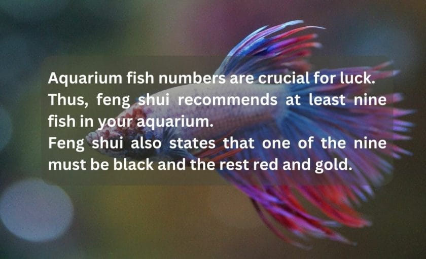 How To Direct The Energy Flow For Luck with yiur betta fish aquarium