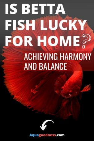Is Betta Fish Lucky For Home