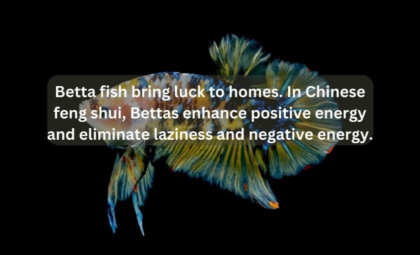Is Betta Fish Lucky For Home? answer