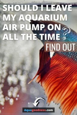 Should I Leave My Aquarium Air Pump on All the Time? (Find Out) Pinterest pin