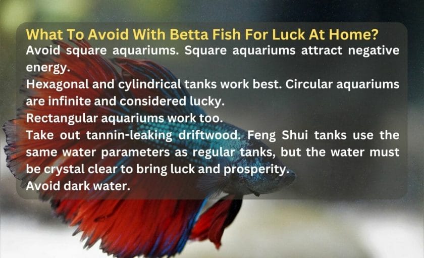 What To Avoid With Betta Fish For Luck At Home?
