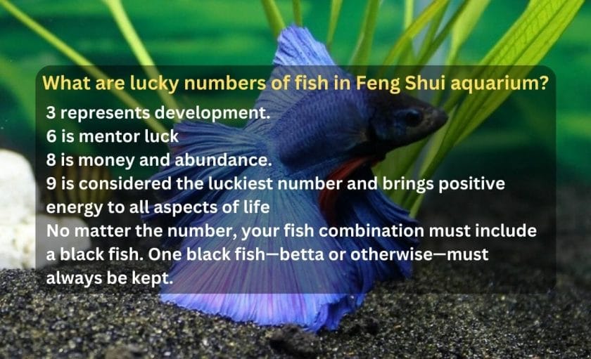 What are lucky numbers of fish in Feng Shui aquarium?