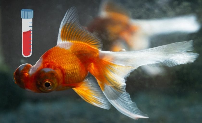 How Many Water Changes Should I Do During a Fish-in Cycle?