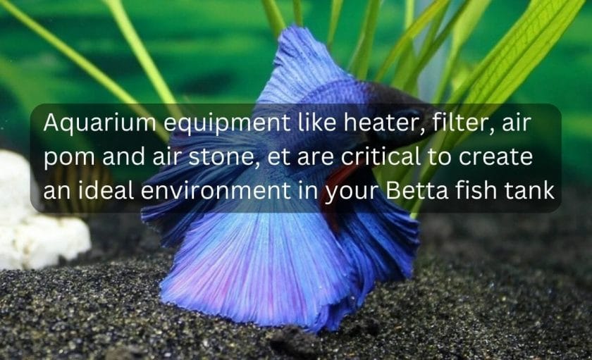 what equipments you need for a betta fish tank