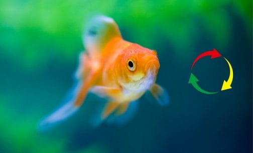 How Often Should I Change Water When Doing a Fish-in Cycle? (Answered)