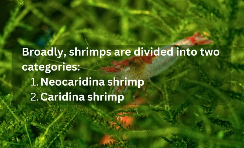 What are two categories of freshwater shrimp