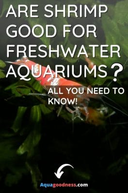 Are Shrimp Good for Freshwater Aquariums? (All You Need to Know!) image