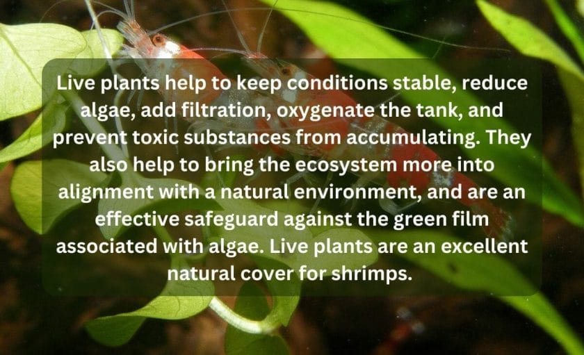 Are Live Plants Important for Shrimp Tanks