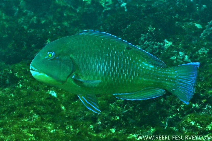 (Black Spotted) Tuskfish