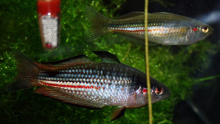 Crimson Spotted Rainbow Fish