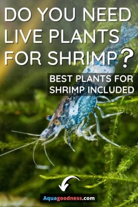 Do You Need Live Plants for Shrimp? (Best Plants for Shrimp Included) image