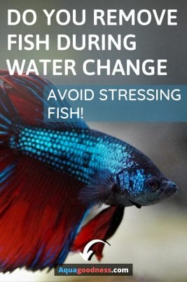Do You Remove Fish During Water Change