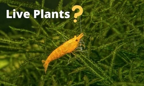 Do You Need Live Plants for Shrimp? (Best Plants for Shrimp Included)