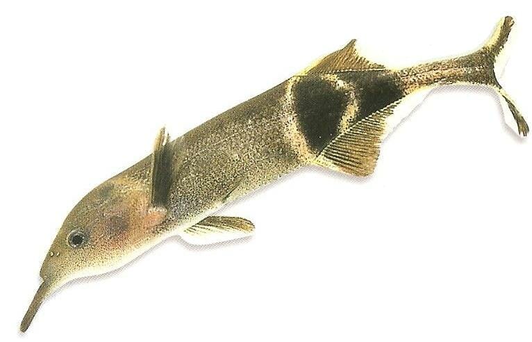 Elephant Nose Fish