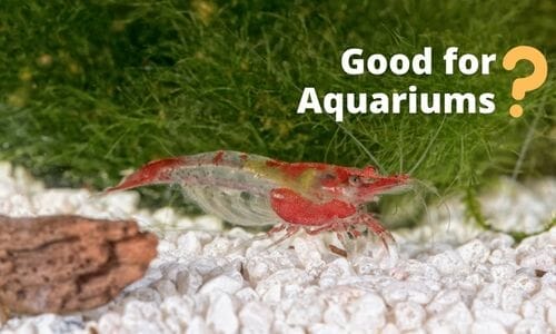 Are Shrimp Good For Freshwater Aquariums? (all You Need To Know!)