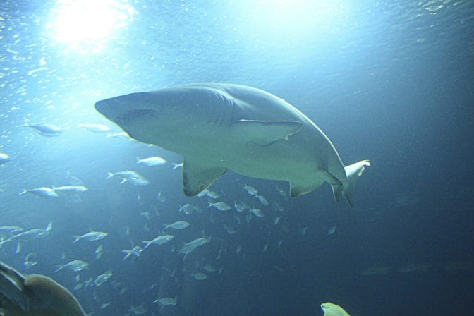 What’s the Most Intelligent Fish? (Top 15 Smartest Species)