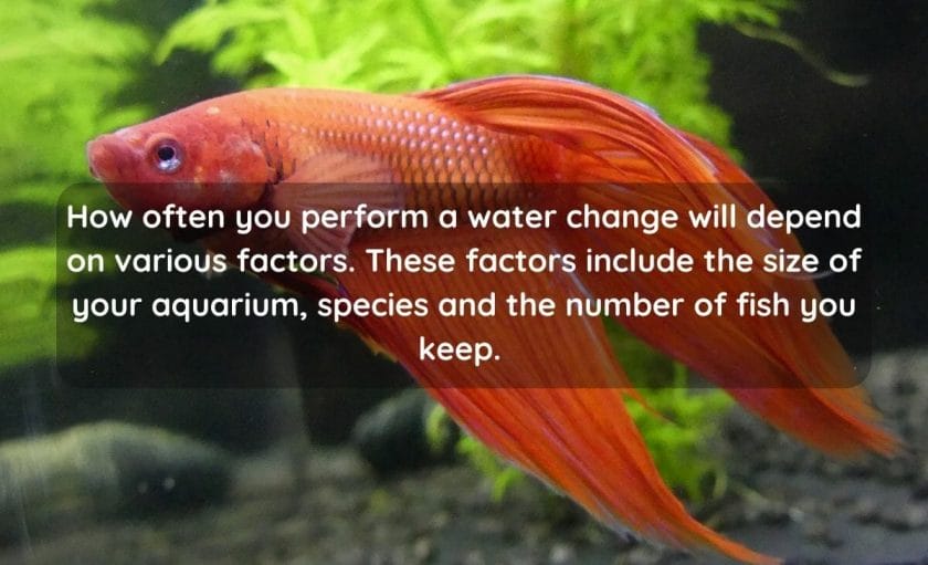 How Often To Perform A Water Change
