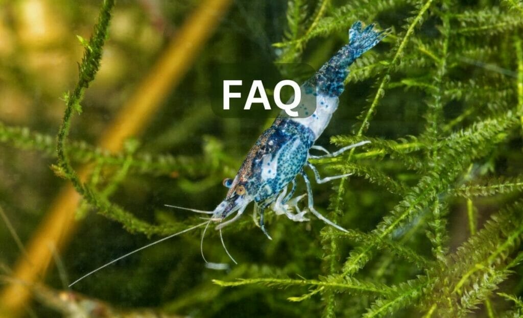 shrimp faq