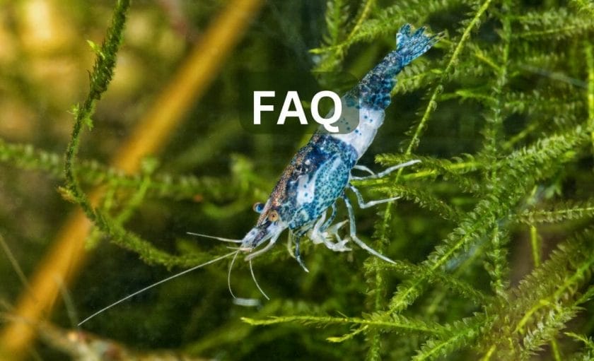 shrimp faq