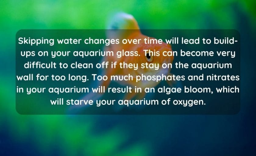 What Will Happen If I Don't Change Aquarium Water?