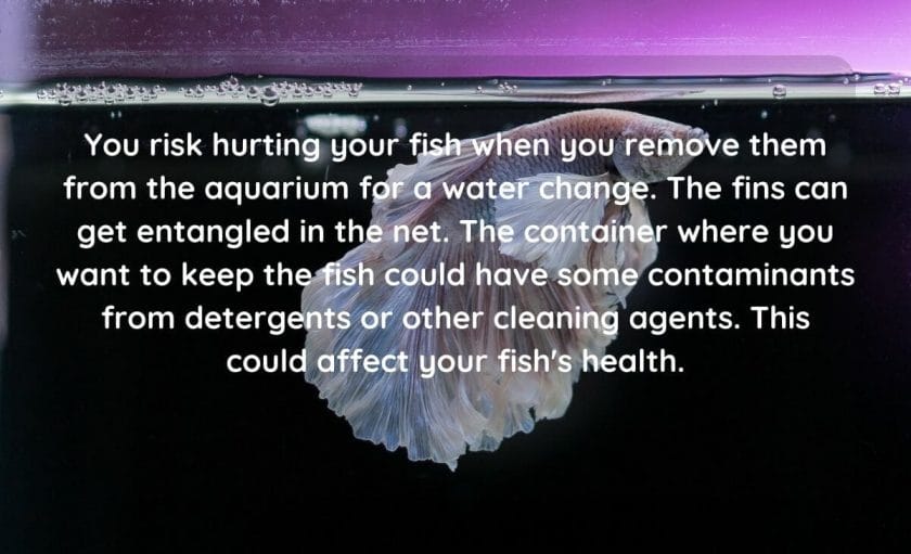 Why Shouldn't You Remove Fish During Water Change?