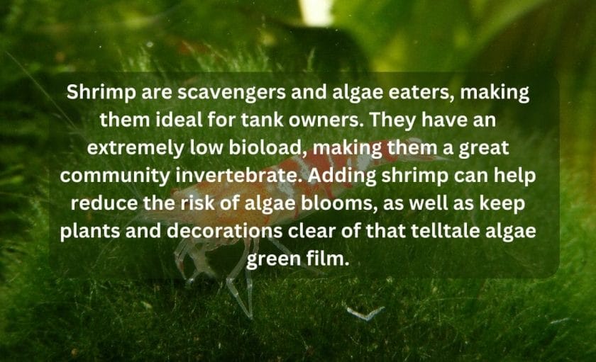 Why Shrimps Are Good for Freshwater Aquariums