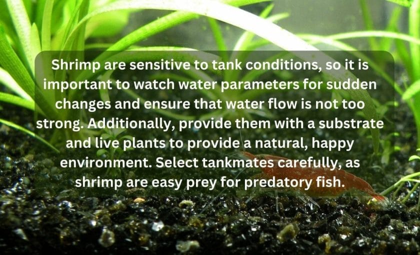 Why Shrimps May Not Be Good for Your Aquarium