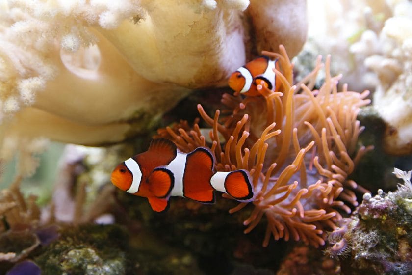 Clownfish