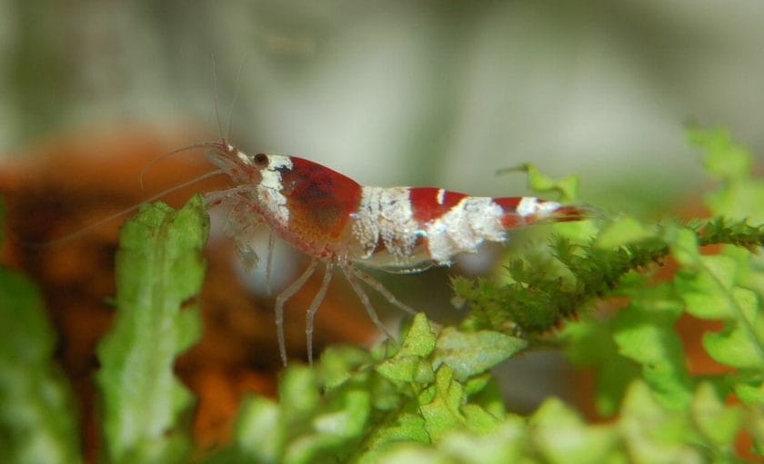 crystal shrimp