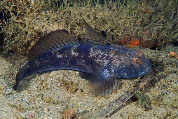 Goby Fish
