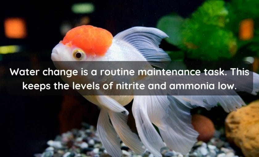 What Is a Water Change?