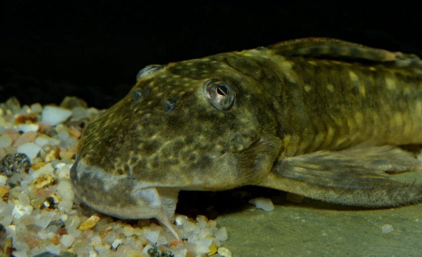 pleco