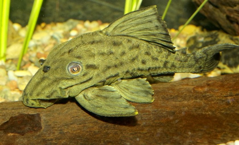 pleco on driftwood