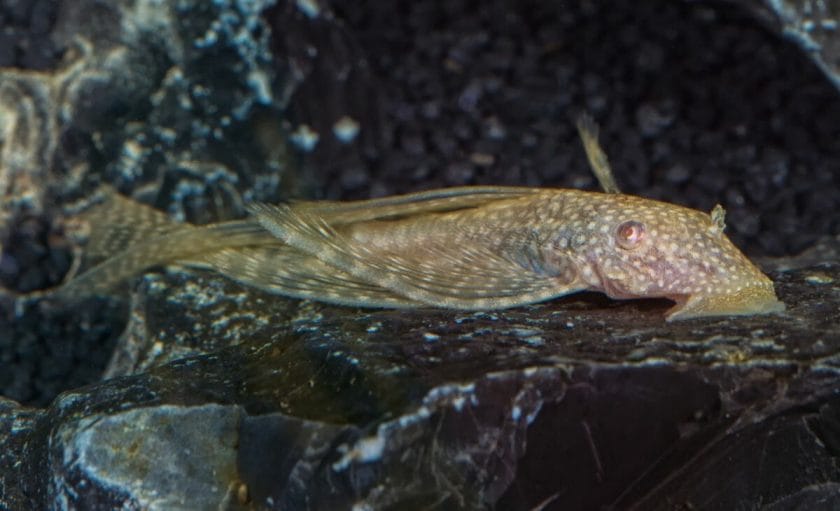 pleco fish