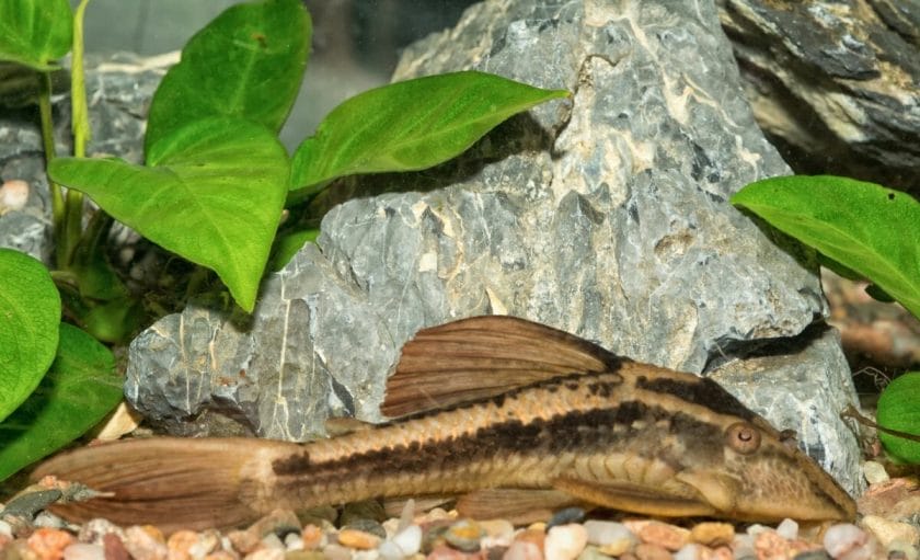 pleco in fish tank