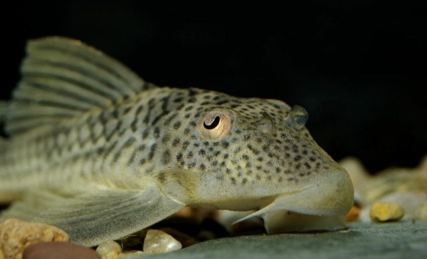 Common Pleco