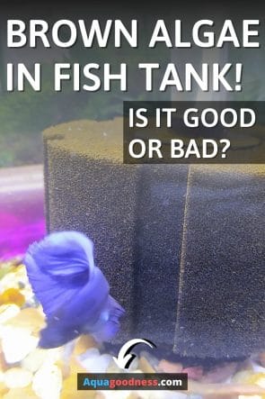 Brown Algae in Fish Tank (Is It Good or Bad?) image