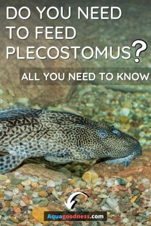Do You Need to Feed Plecostomus? (All You Need to Know) image