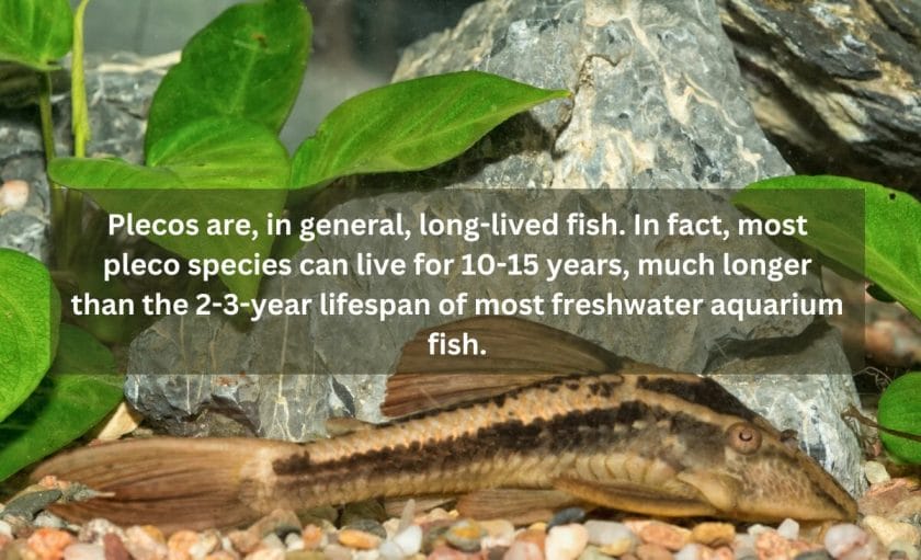 How Long Do Plecos Live