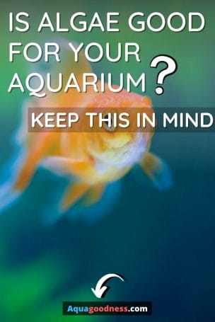 Is Algae Good for Your Aquarium? (Keep This in Mind) image