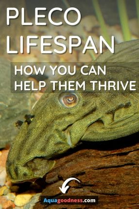 Pleco Lifespan (And How You Can Help Them Thrive) image