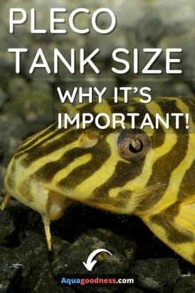 Pleco Tank Size (And Why It’s Important!) image