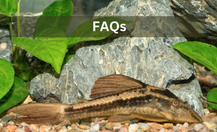 pleco faq