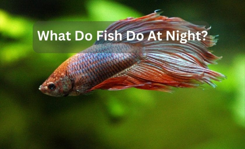 What Do Fish Do At Night? image