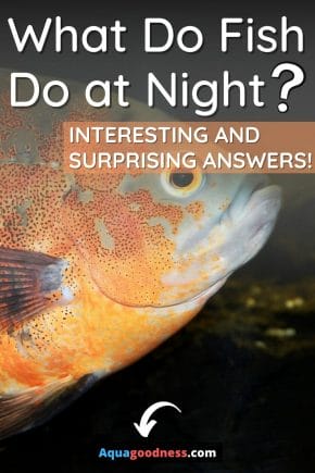 What Do Fish Do at Night? (Interesting And Surprising Answers!) image